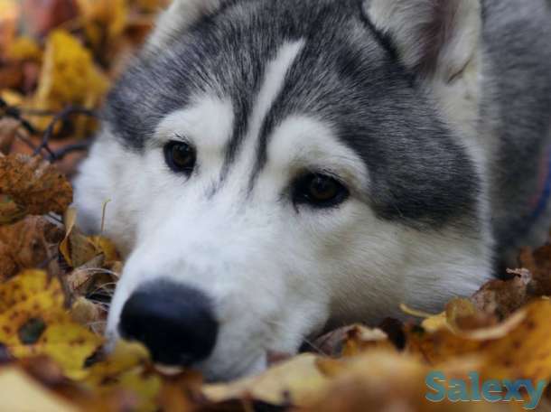 Щенки хаски, фотография 1