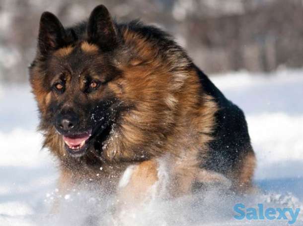 Индивидуальные занятия по дрессировке служебных собак., фотография 1