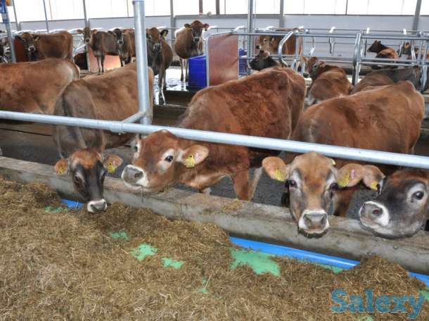 Теплицы на любой вкус, фотография 11