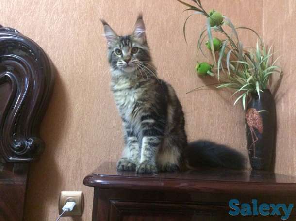 Котята MAINE COON, фотография 3