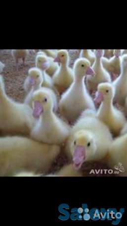 Гусята (молодняк), фотография 1