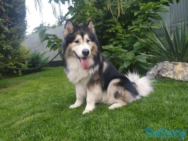 Вязка аляскинский маламут, фотография 2