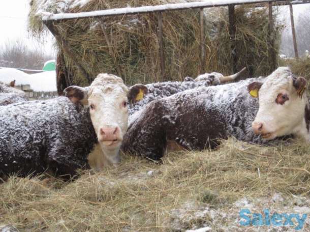 Бычки бычок телята теленок абузау крс голштин сементал герефорд белоголовые лимузин колмыки ангус голштин, фотография 1
