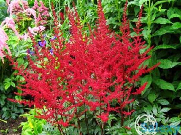 Астильба Августлехтен арендса, фотография 1