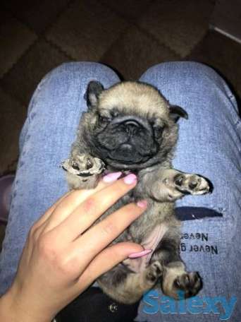 Продается щенок мопса, фотография 1