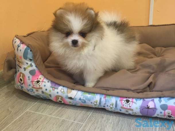 Щенки шпица: мальчик и девочка с вет.паспортами, фотография 5