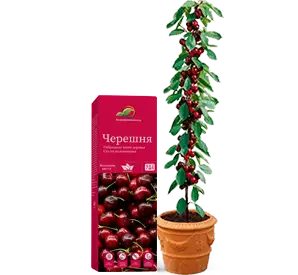 Гибридные Мини-деревья, фотография 5