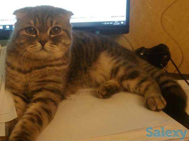 Ищу кота вислоухого, фотография 1