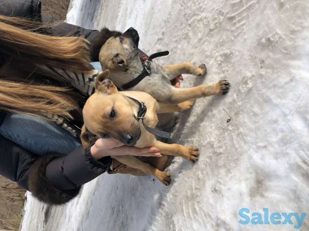 Отдаем щенят в самые лучшие руки, фотография 3