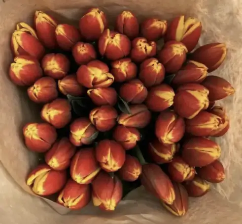 Тюльпаны премиум класса оптом к 8 марта, фотография 3