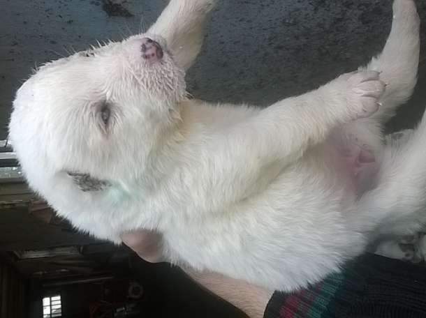 Чистокровный Алабаичики красивые и ухоженные, фотография 2