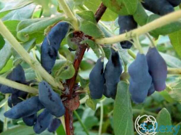 Жимолость Парабельская, фотография 1