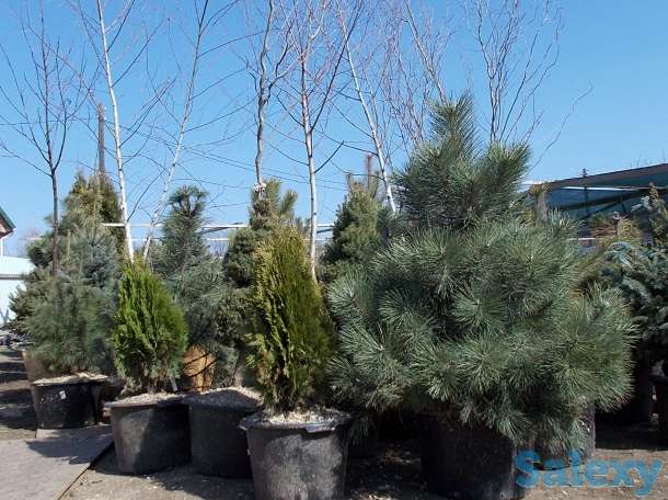 Ель Колючая Голубая, фотография 1