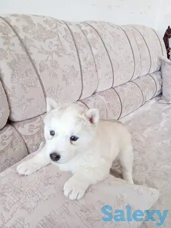 Продается щенок сибирской хаски (девочка) голубоглазая, окрас- соболинный, фотография 1