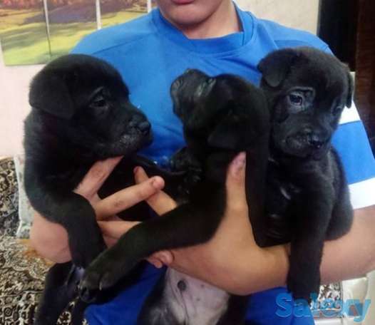 Шарпеи, фотография 1