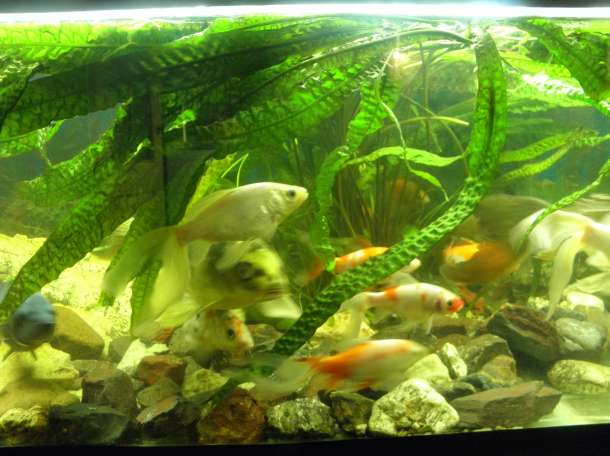 продам два аквариума, фотография 9