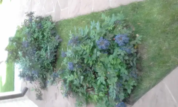 Ягодные кустарники: малина клубника смородина ежемалина,еживика,жимолость, фотография 3