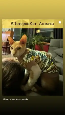 Пропал кот СФИНКС рыжий велюровый Вознаграждение 200.000, фотография 2