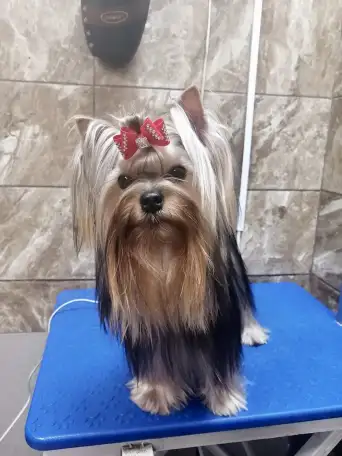 Щенки йоркширского терьера, фотография 4