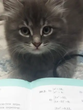 Отдам в добрые руки котенка, фотография 1