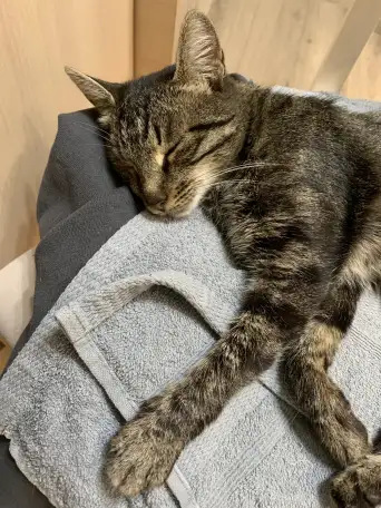 Отдам кошку Дымку Астана, фотография 4