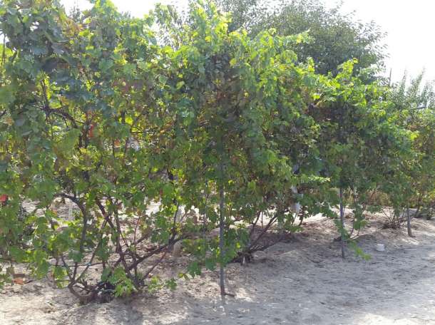 Срочно продаю частный дом!, К. Айтымбетова 5, фотография 3