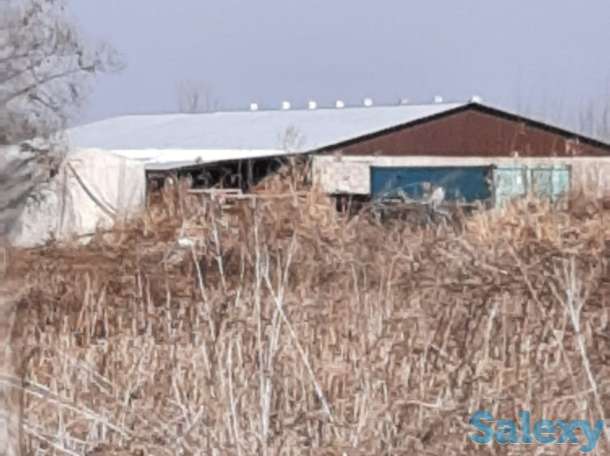 50 соток КХ Кошмамбет, фотография 3