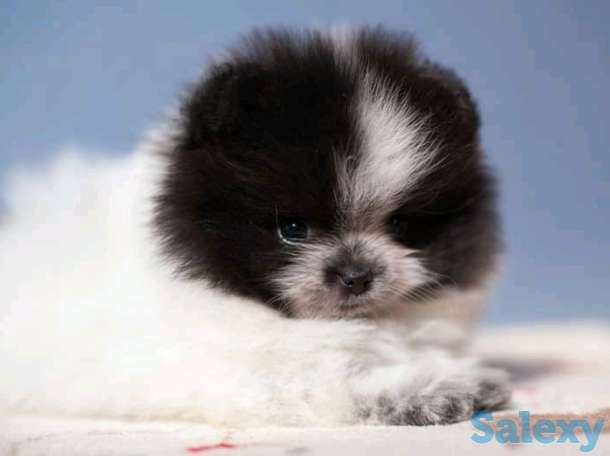 Померанский шпиц белого, патиколорного, мерле окрасов, фотография 1