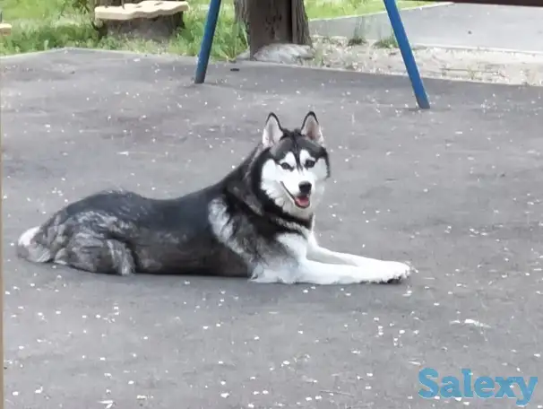 Хаски щенки продам, фотография 5