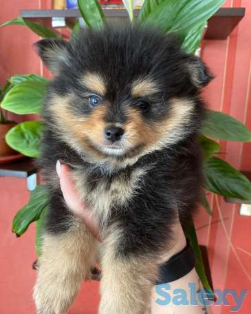 Шпицы. Радость в дом!, фотография 1