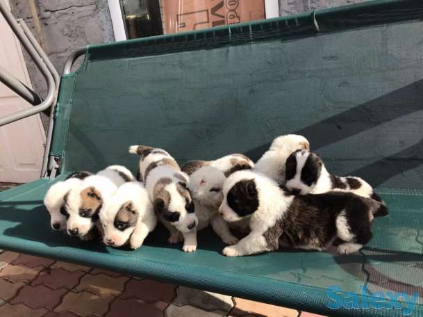 Продам щенков Алабай, фотография 2