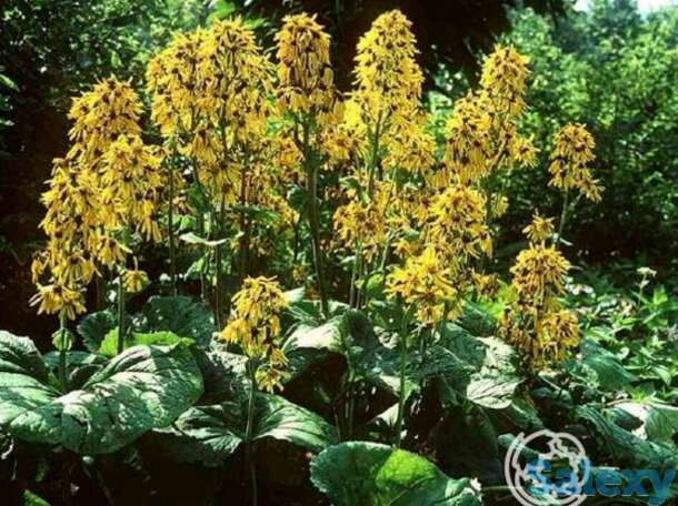 Бузульник Грегиног Голд, фотография 1