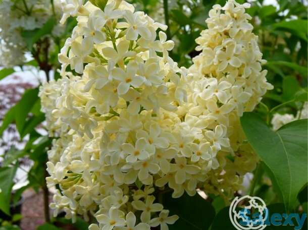 Сирень примроуз, фотография 1