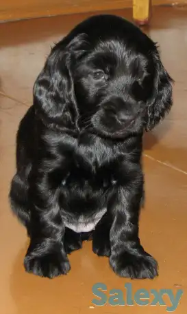 Щенок русского охотничьего спаниеля, фотография 3