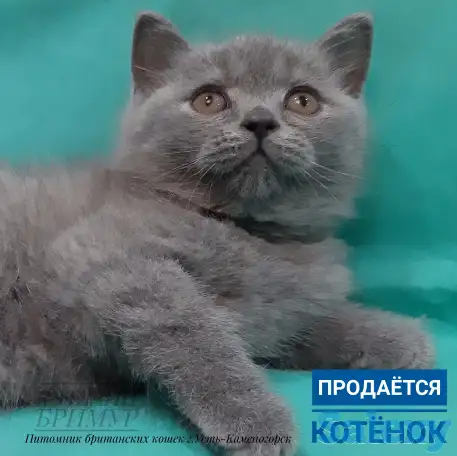 Британские котята, фотография 2