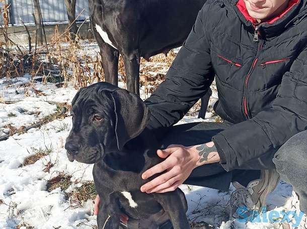 Продам щенков немецкого дога, фотография 4