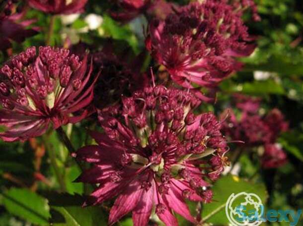 Астранция крупная, фотография 1