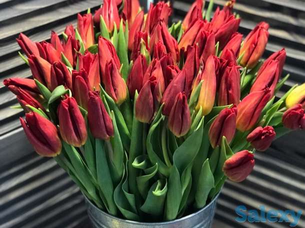 Тюльпаны оптом, фотография 5