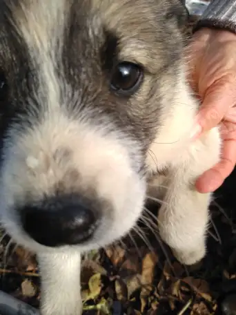 Отдам в хорошие руки, фотография 7