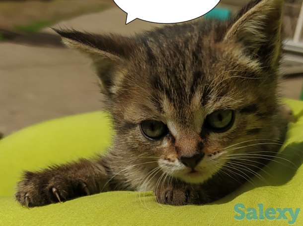 Отдам замечательных котят в добрые руки! Бесплатно! Мама тайская кошка, фотография 3