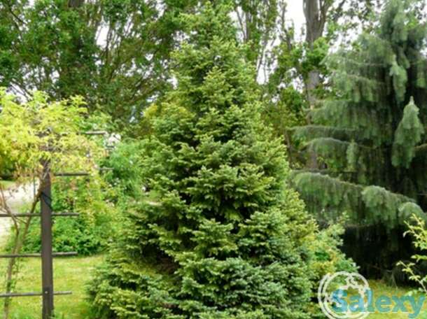 Ель сербская нана, фотография 1