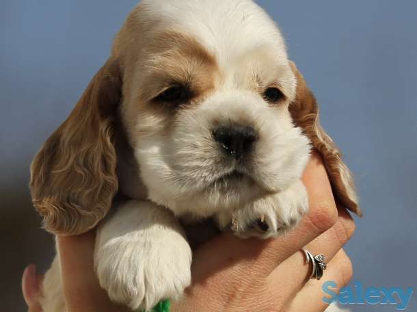 Американский кокер спаниель, фотография 7