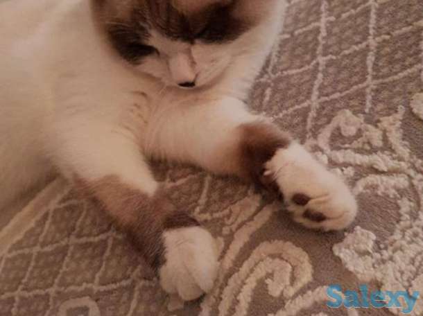 Отдаём кота, фотография 3