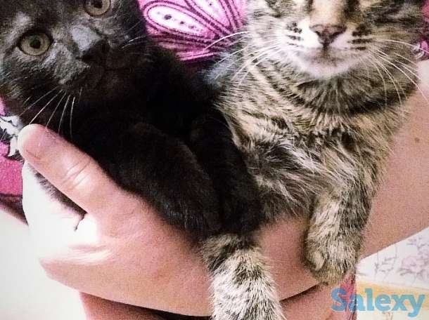 Отдам котят в добрые и заботливые руки ., фотография 1