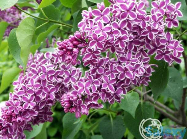 Сирень сенсация на штамбе 80 см, фотография 1