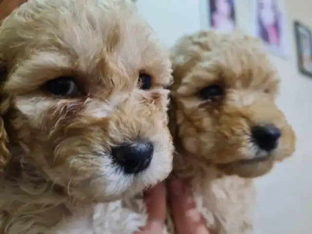 Продам щенков Той пуделя, фотография 4