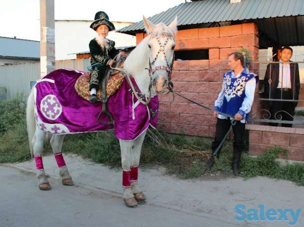 лошади, пони, катание, прокат, фотография 7