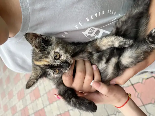 Отдам 1.5месячных котят в добрые руки, фотография 4