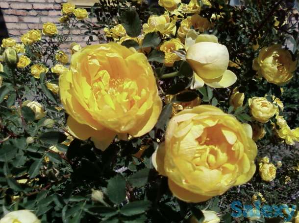 продам 3-х комнатную квартиру на ст.Балхаш, фотография 2