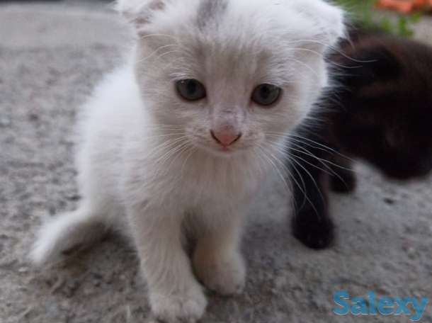 котенок вислоухий, фотография 4